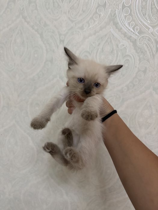 Котята возраст 1 месяц