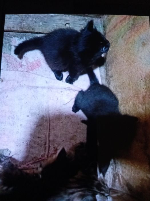 Котята домашние здоровые отдам в добрые руки