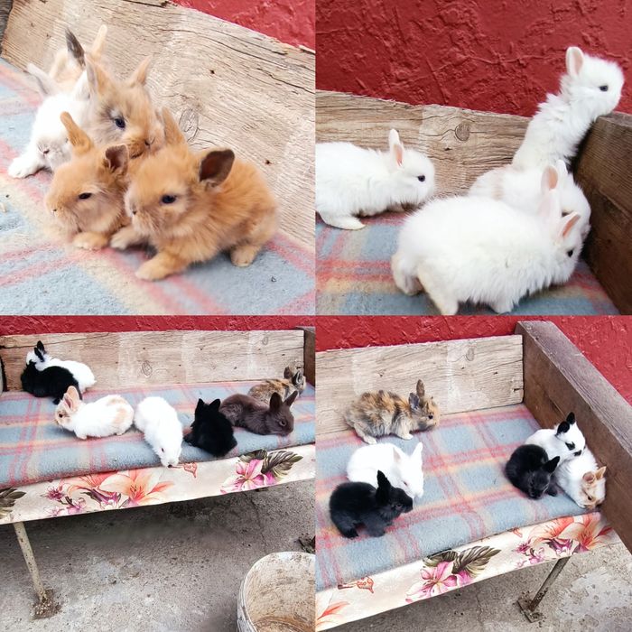 Iepurași Mini Toy de companie