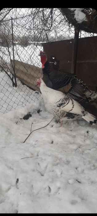 Продам Индюка и индюшка