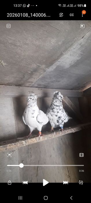 Продам пару голубей