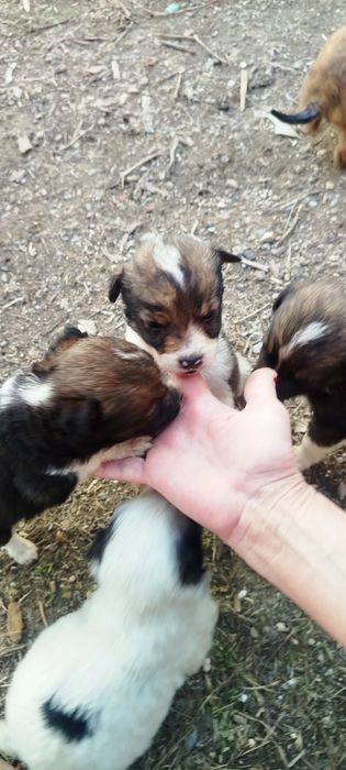 Отдам в хорошие руки щенков