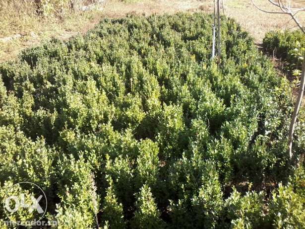 Buxus si tuia(planta ornamentala,gard viu)
