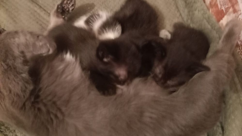 Отдам котят в хорошие руки