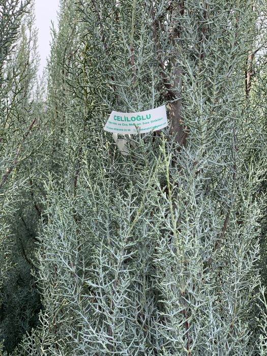 Кипарисы  турецки  аризонка