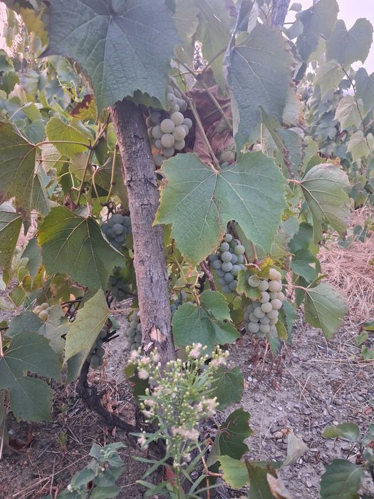 Vând struguri pentru vin