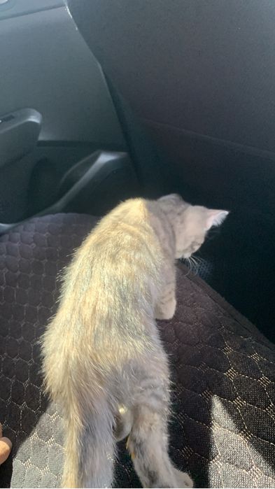 Котёнок 2 месяца