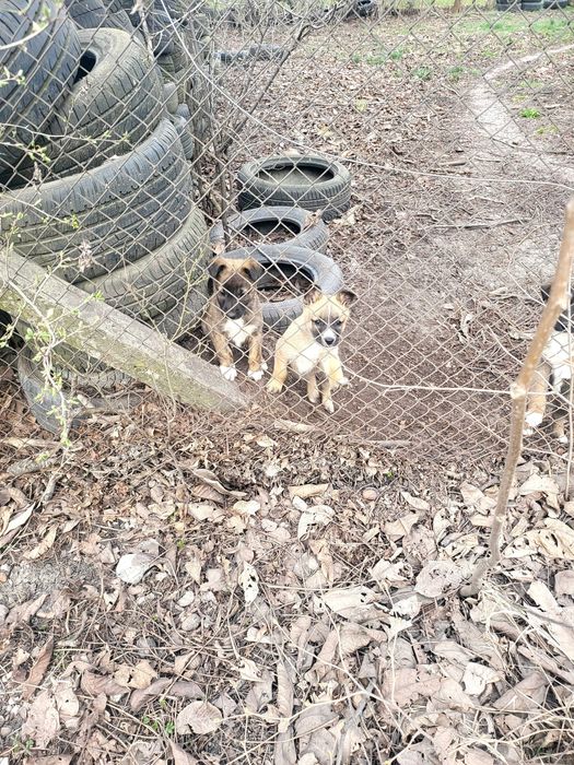 Малки кученца от майка белгийска овчарка