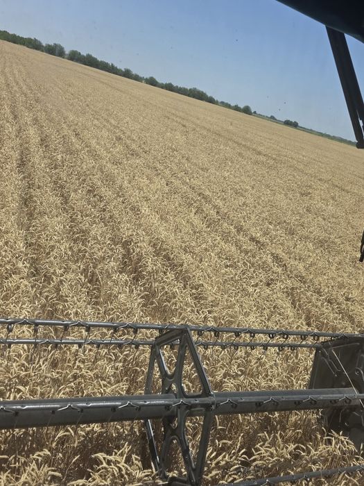 УРУГЛИ ГАЛЛА  узимизда экб урилган