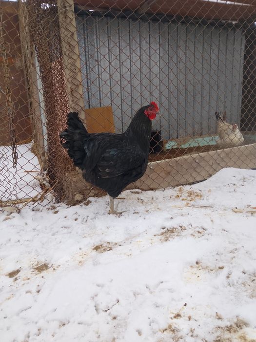 Қораз черный гигант