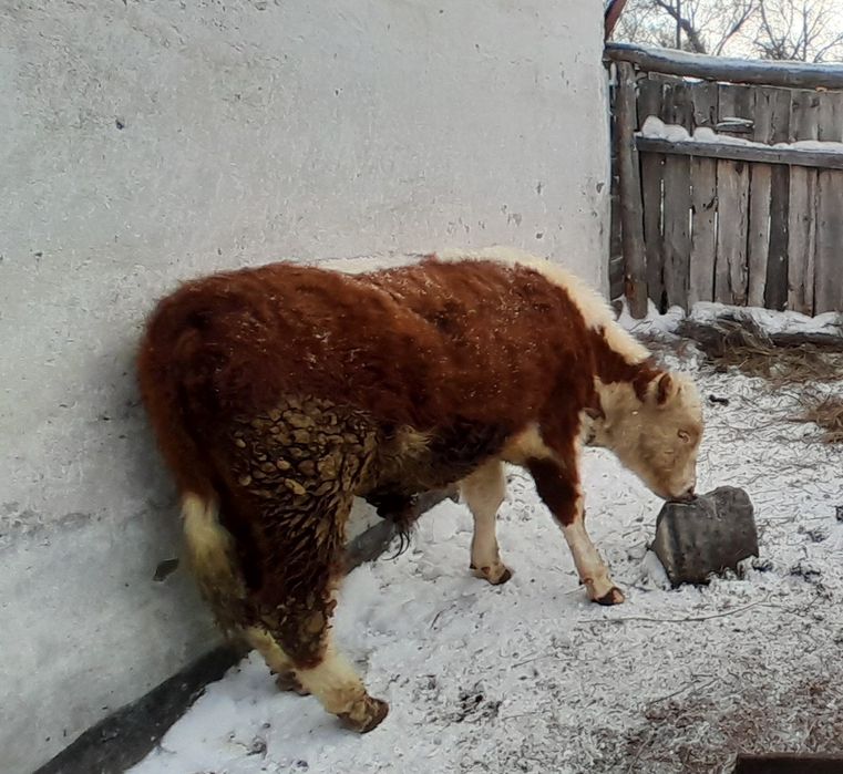 Еркек ақ бас сатылады