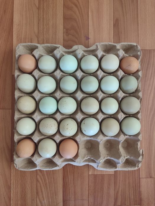 Инкубационное яицо