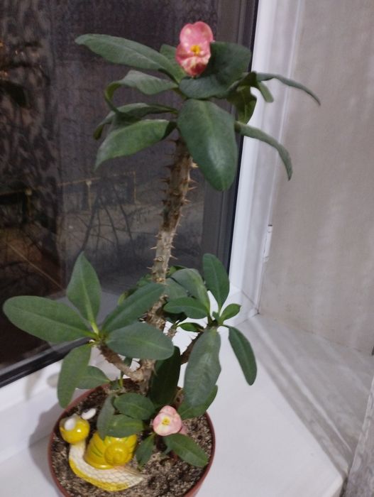 Фикусы разные, красивые