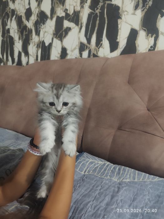 Котенок девочка шотландка