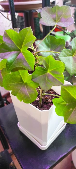 Пеларгония ампельная продам