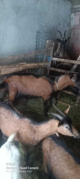 Vand  20 de oi breze sunt și cu miei și 2 capre + 1 țap alpin francez