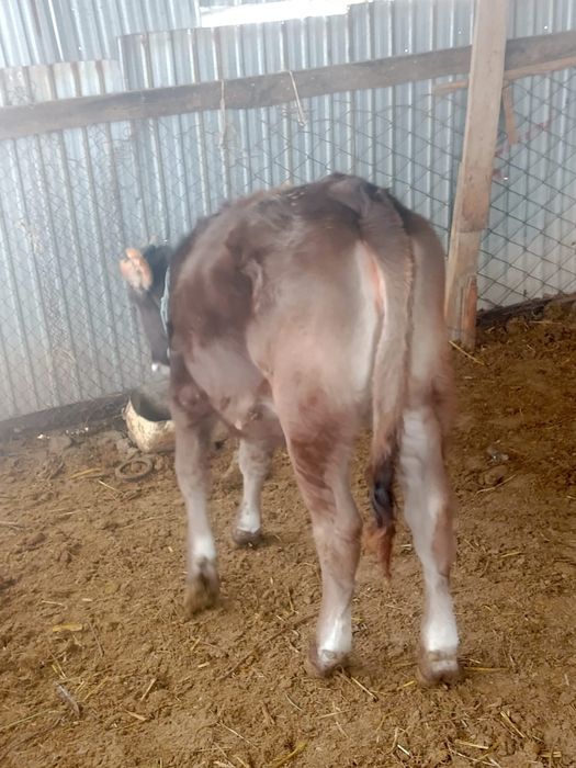 Парода бұзау сатылады