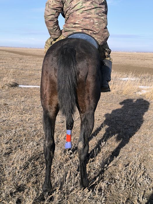 Жеребцы айгырлар