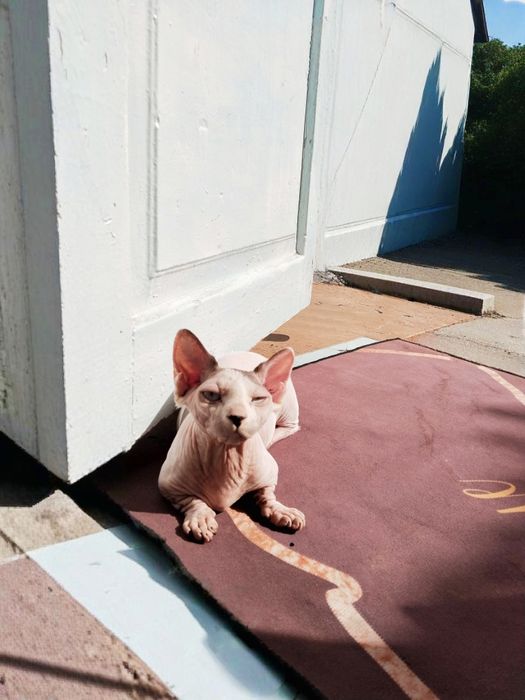 Сфинкс Бамбино девочка