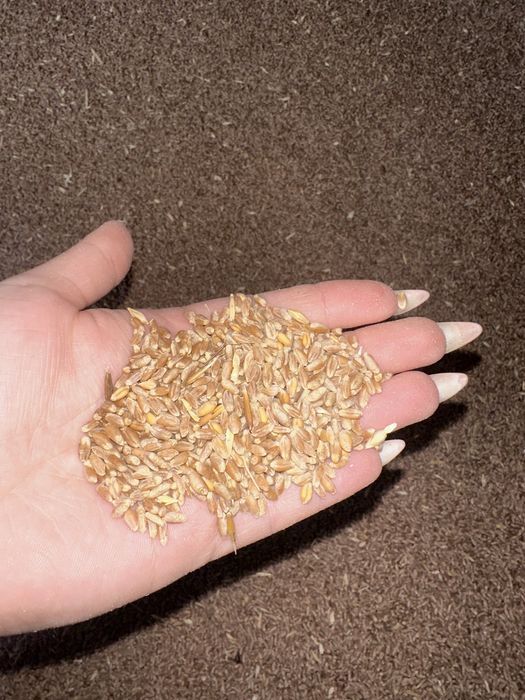 Grau recolta 2025 de panificație cu analize făcute la depozitare