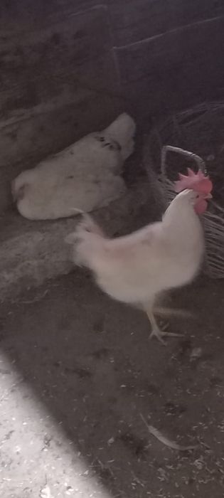 Продаются молодые петухи