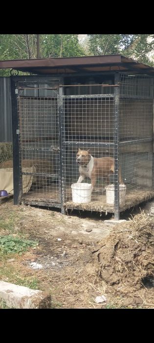 Продам мощного кобеля стафорд
