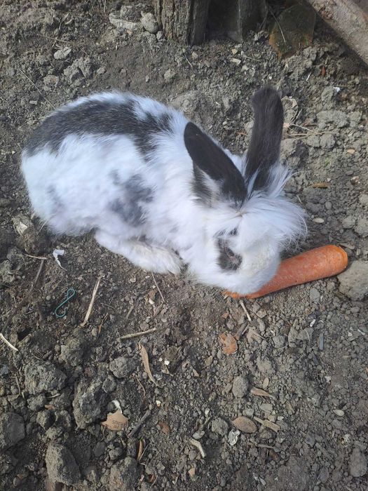 Iepuri Angora fată băiat