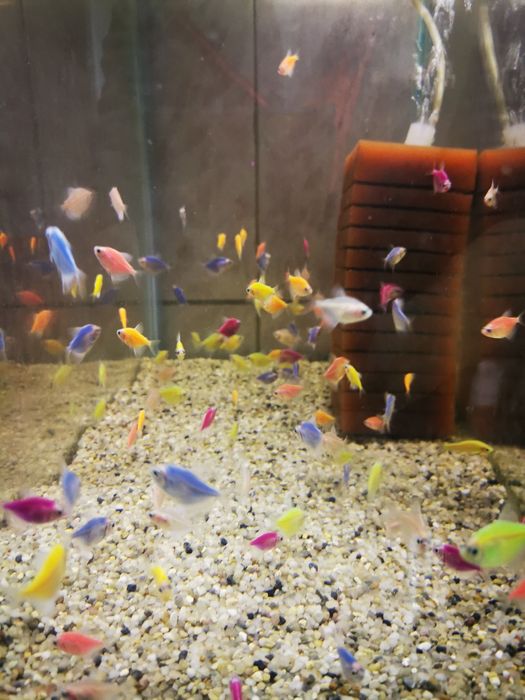 Hrana congelata de vie pesti