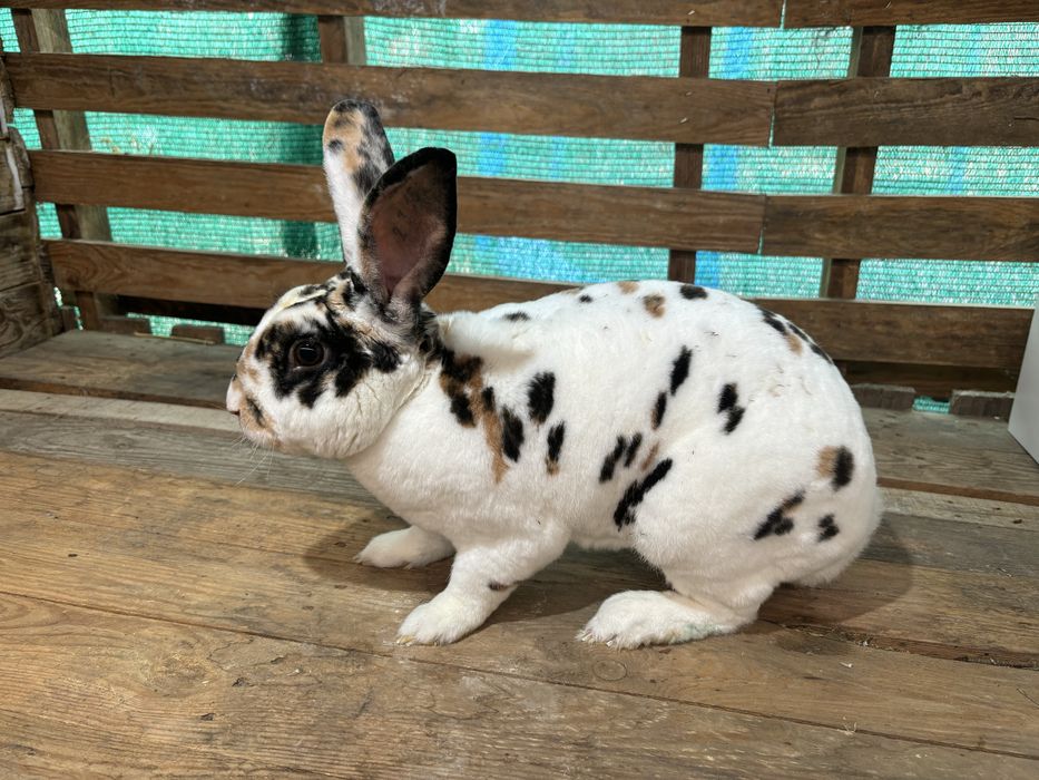 Rex tricolor si dalmatian