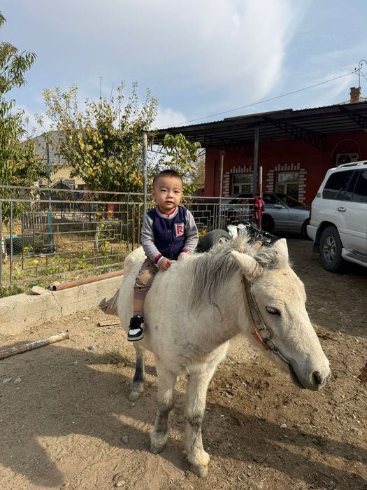 Пони сатылады 3 бас