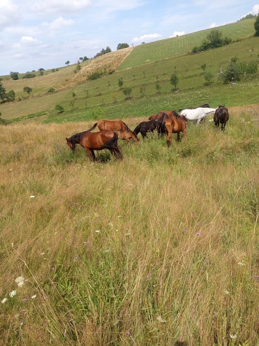 Vând măji Pur sânge arab și jumate arab