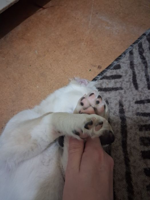 Щенок, девочка, маленькая