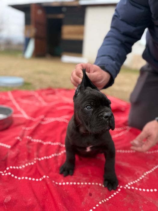 Мъжко Кане Корсо