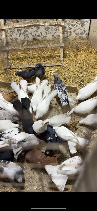 Голуби. Ширакохвостые взрослые и молодые