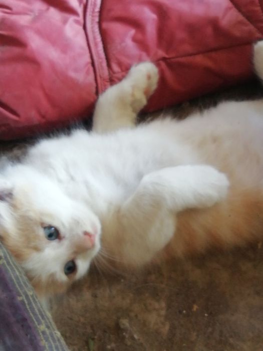 Котята бесплатно