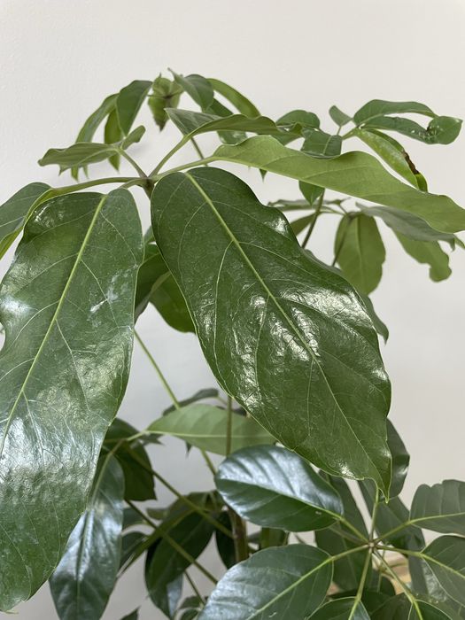 Комнатный цветок шеффлера