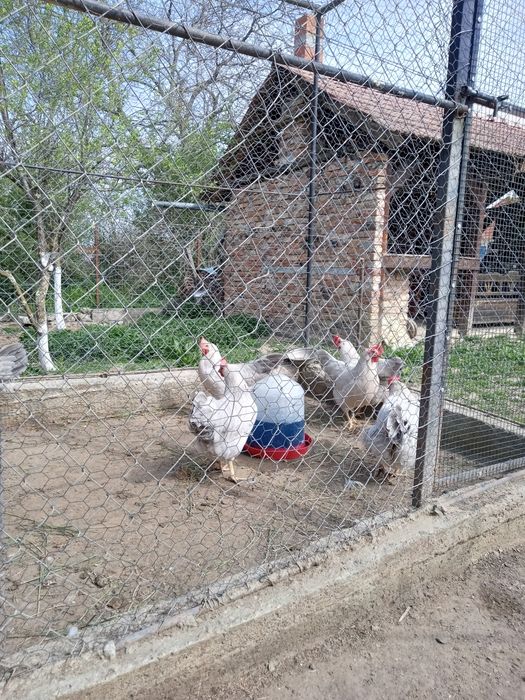 Găini și cocos italiana perlata, marans , găini pitice