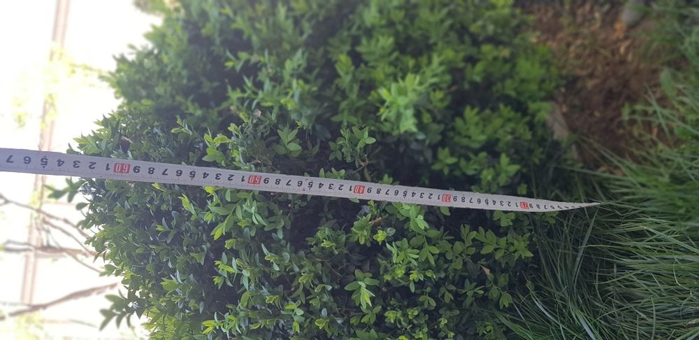 ShamshoD 4ta . 2tasi kotta