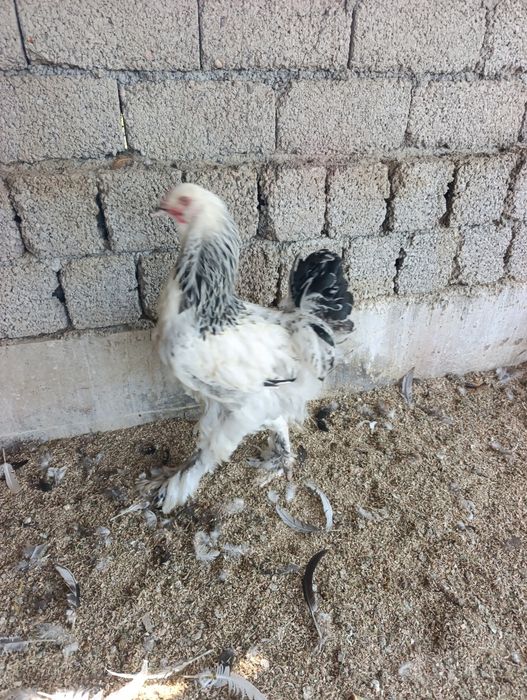 Продам петушков брамы