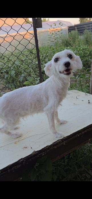 Bichon Maltez rasa pura