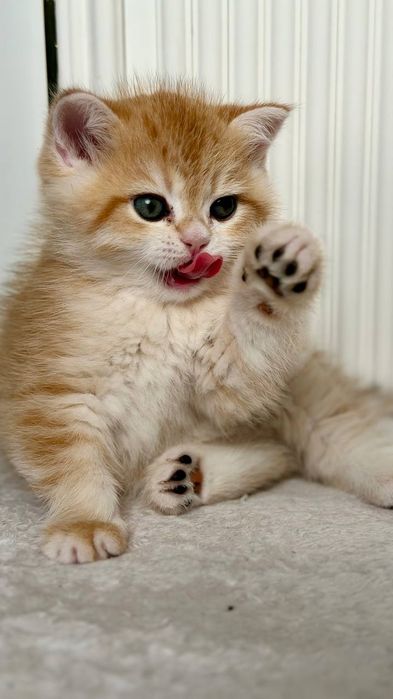 Британские короткошерстные котята ищут дом