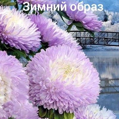 Предзаказ: Рассада астр — На май