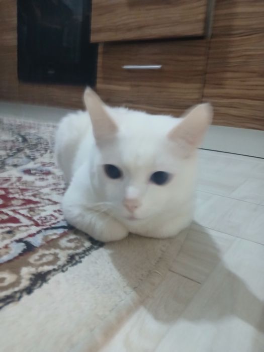 Кот турецкая ангора