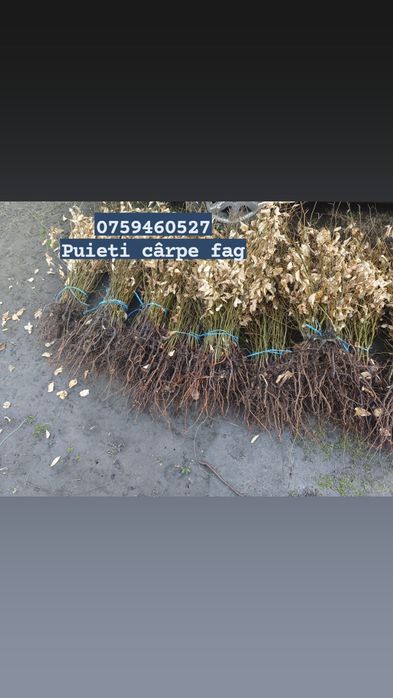 Puieți mestecan alb molid stejar mesteacăn tei