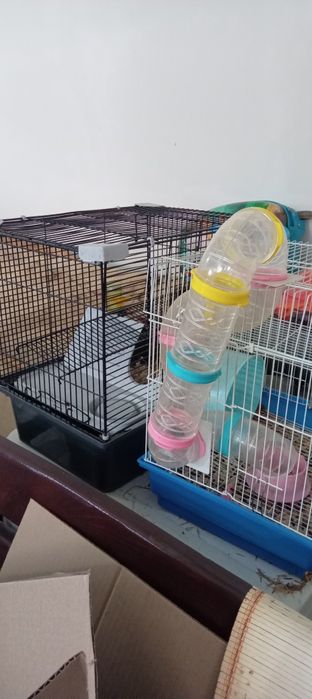 Петушки с курицами,