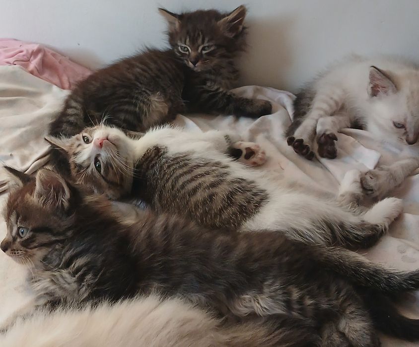 Котята шотландские