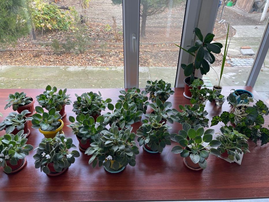 комнатные цветы