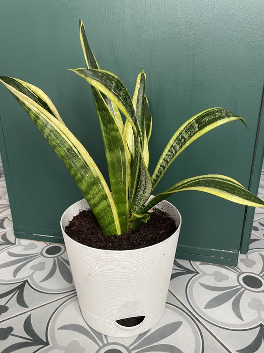 Сансевиерия лауренти