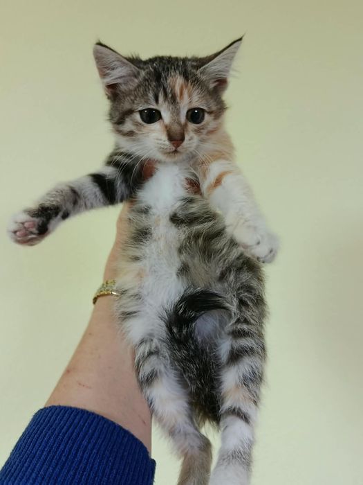 Котёнок девочка в добрые ручки