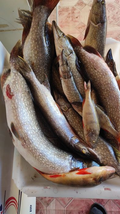 Щука  свежежая .